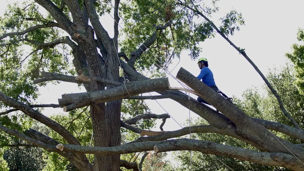 Professional Hazardous Tree Removal performed by certified arborists in Kirby