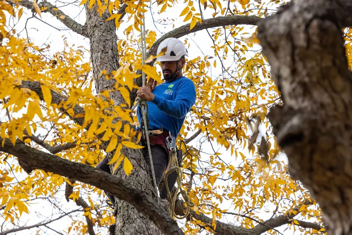Skilled Storm Damage Cleanup crew working in Kirby